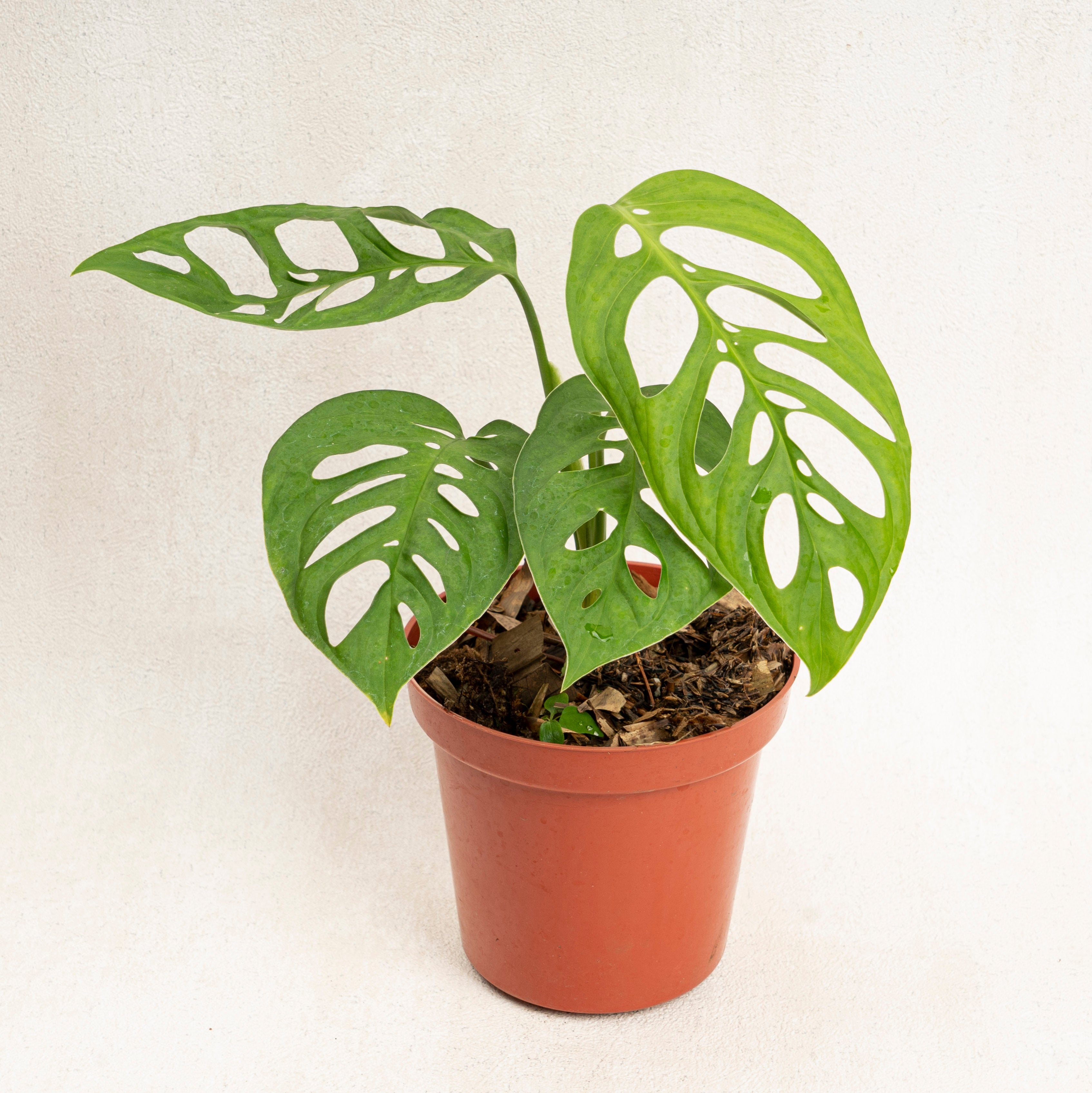 Monstera Esqueleto
