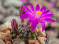Mammillaria saboae ssp. goldii Nacozari, Son - 10 seeds