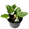 Philodendron White Knight Marble Variegated with green leaves and bold white marbling.
