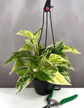 Pothos Marble Queen - Plant Proper - 4" Hanging Basket