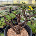 Rare Senna Meridionalis, Bonsai Succulent Tree, Old Stem