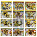 Newest Pokemon TCG XY Break Card Golden Arcanine Ho-Oh Lugia Greninja  Trevenant Rare Card Collection