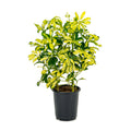 Schefflera Gold Capella