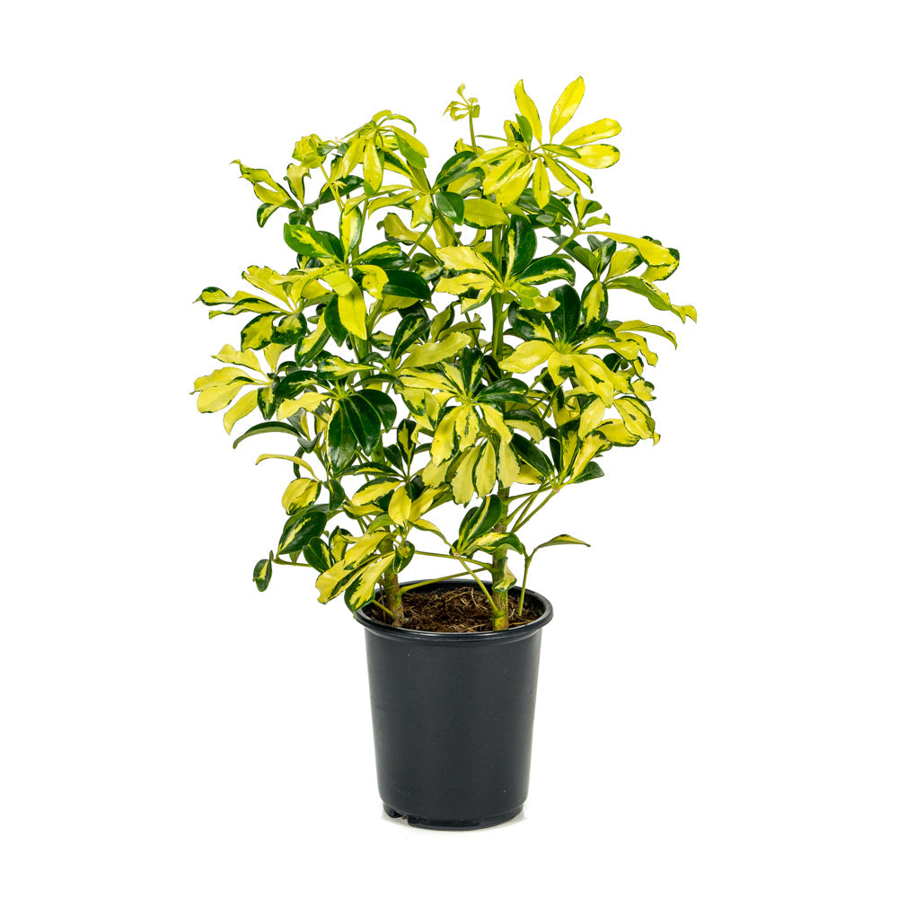 Schefflera Gold Capella