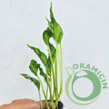 Philodendron Shangrila Variegated
