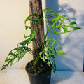 Monstera Obliqua Peru #32 My Store