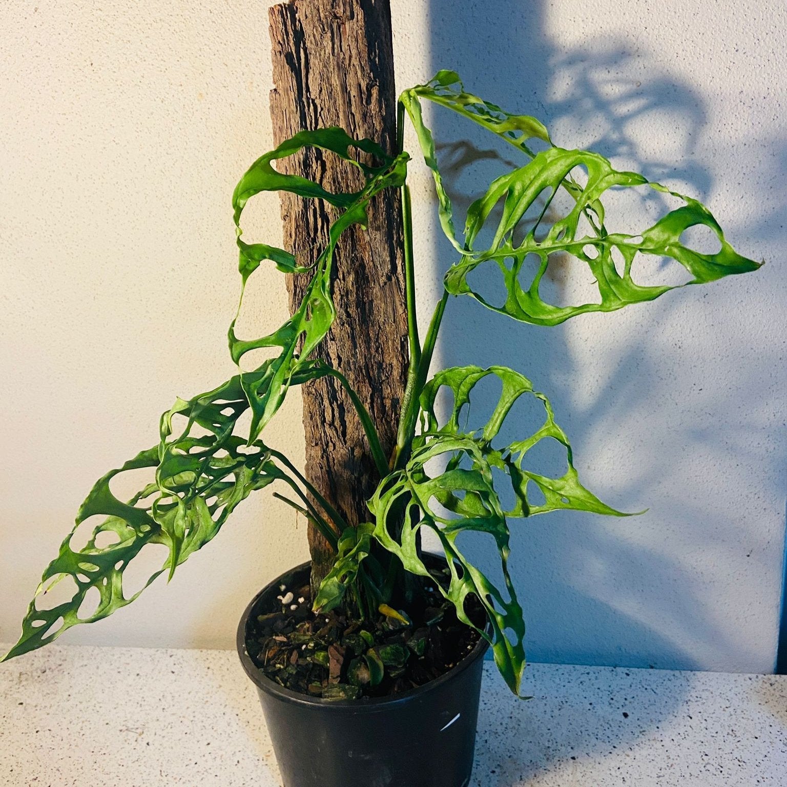 Monstera Obliqua Peru #32 My Store
