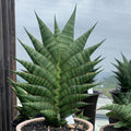 Sansevieria Sindoro