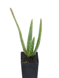 Aloe barbadensis in a black nursery pot with fleshy green leaves speckled in white