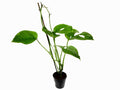 Monstera obliqua cf. 'Pangui'