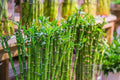 Bambú de la suerte - Dracaena braunii / Sanderiana - El Nou Garden