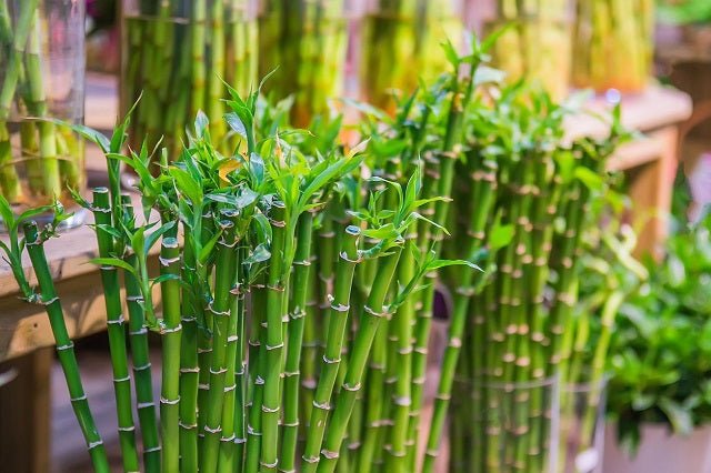 Bambú de la suerte - Dracaena braunii / Sanderiana - El Nou Garden