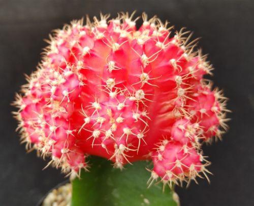 Close-up of a Pink Grafted Moon Cactus with a vivid pink top, green base, and tiny white spines in gravel, set against a dark backdrop.