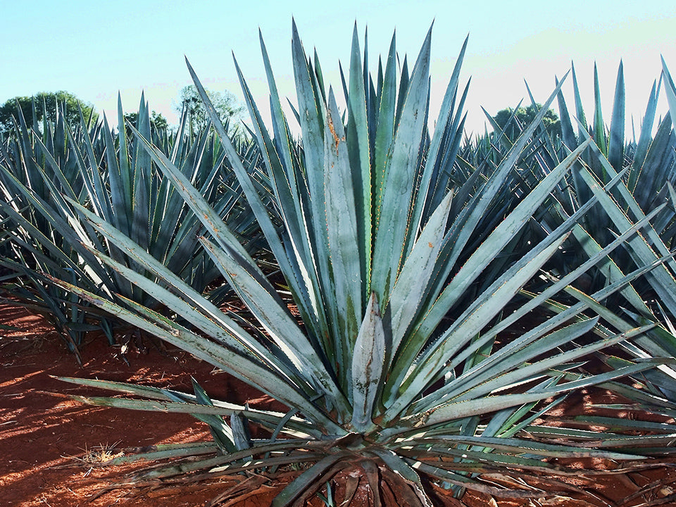 Blue Agave - Agave tequilana