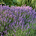 Hidcote Lavender with purple flower spikes and silver-gray foliage.