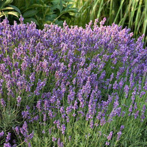 Hidcote Lavender with purple flower spikes and silver-gray foliage.