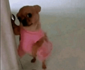 Chihuahua Meme - Chihuahua