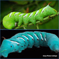 Color difference? : r/Entomology