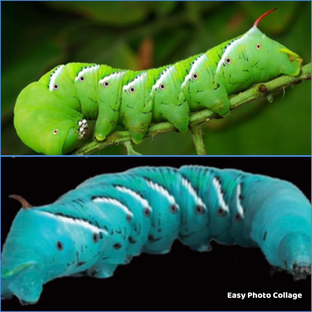 Color difference? : r/Entomology