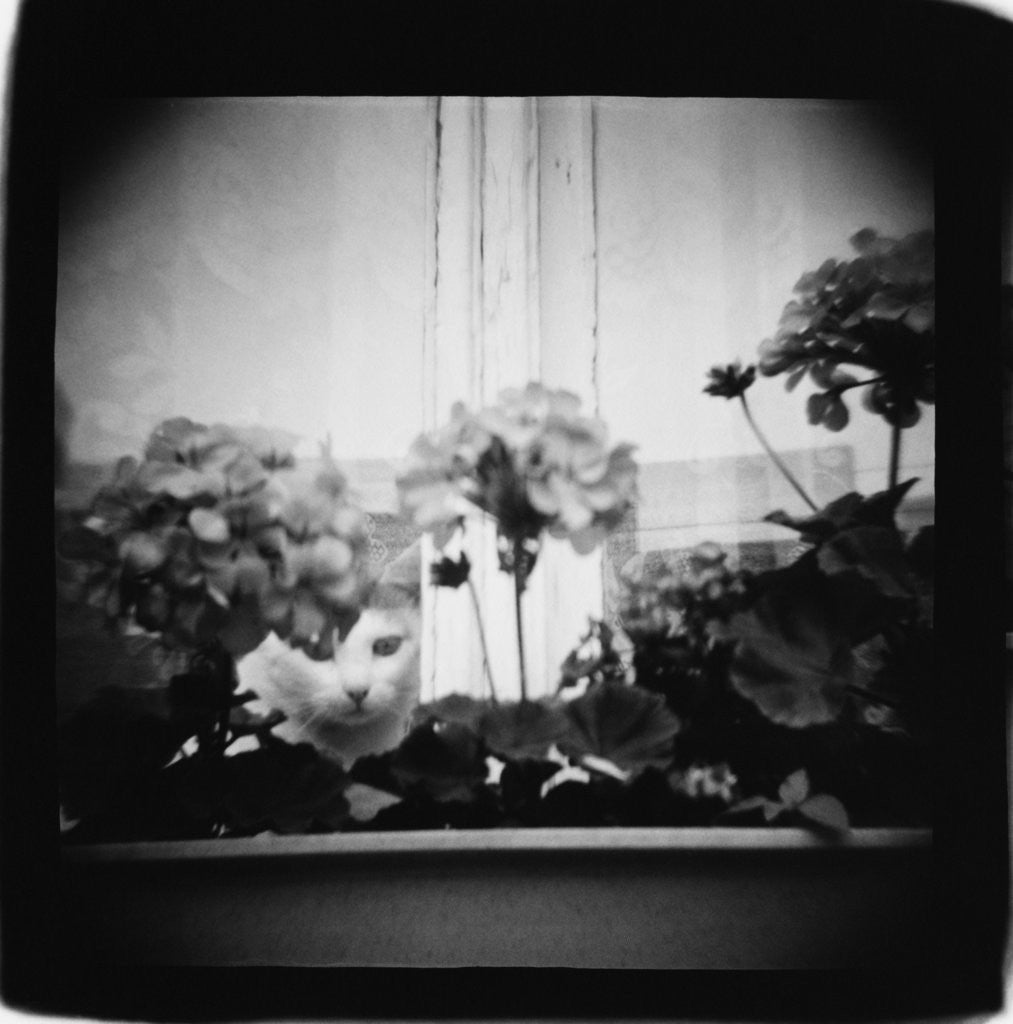 Cat in Window and Geraniums, Domesticity Annette Fournet