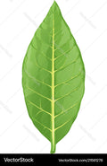 Tobacco leaf Vector Images & Graphics for Commercial Use