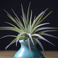 Tillandsia Plagiotropica Purple Form - Tillandsia Kamii - Unusual Air Plant | Low Maintenance, Indoor House Plant, Flowering Air Plants