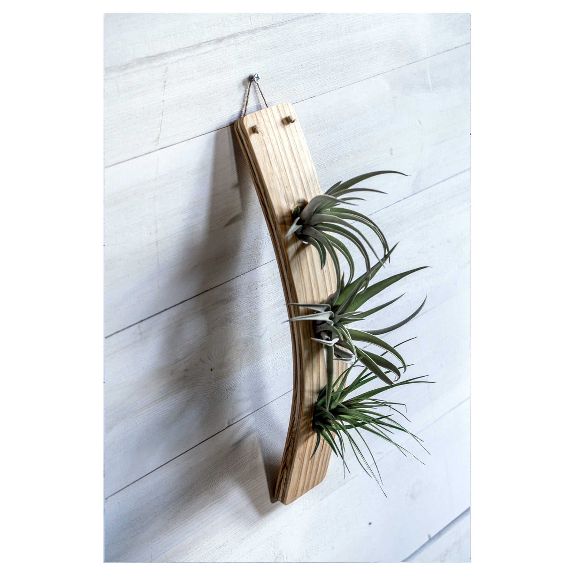 Large Vertical Wave Air Plant Hanger, Air plant holder, Hanging Planter