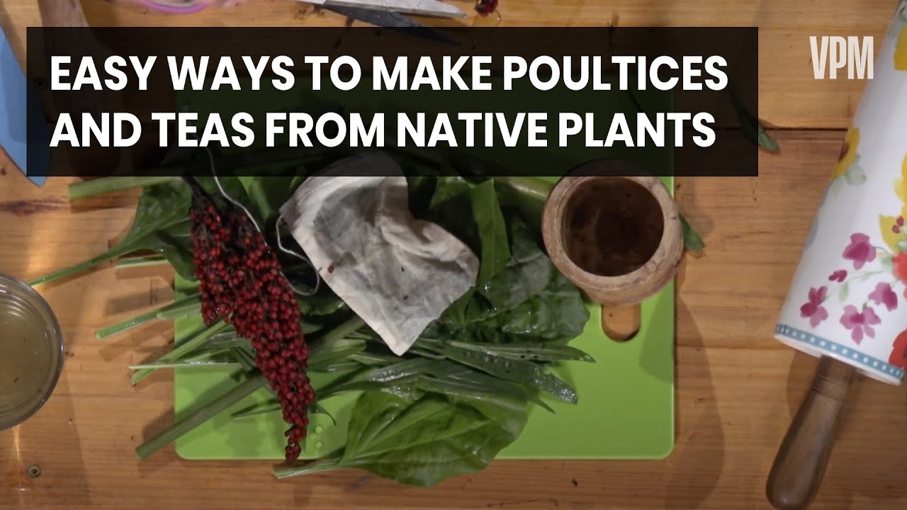Learn how to make poultices and tea with native plants