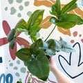 Philodendron goeldii 'Fun Bun' - Thaumatophyllum spruceanum - Sprouts of Bristol