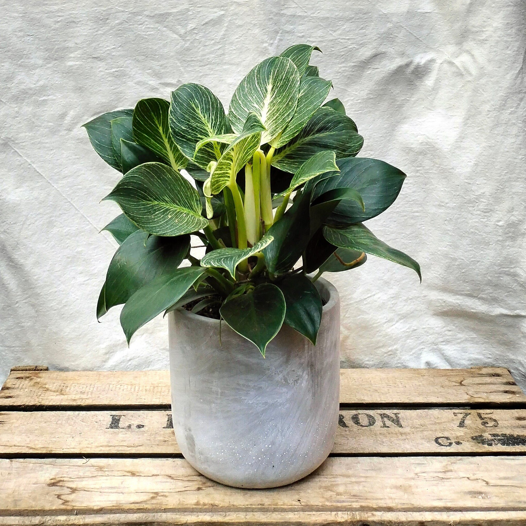 Philodendron 'White Wave'