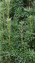 Taxus baccata 'Fastigiata Robusta' haagplant twijg