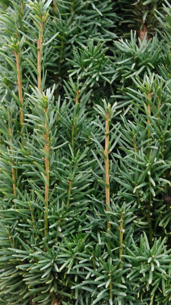 Taxus baccata 'Fastigiata Robusta' haagplant twijg