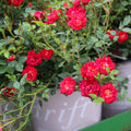 close-up shot of vibrant red blooms on red drift rose shrub in 3 Gallon drift drift-branded nursery pot