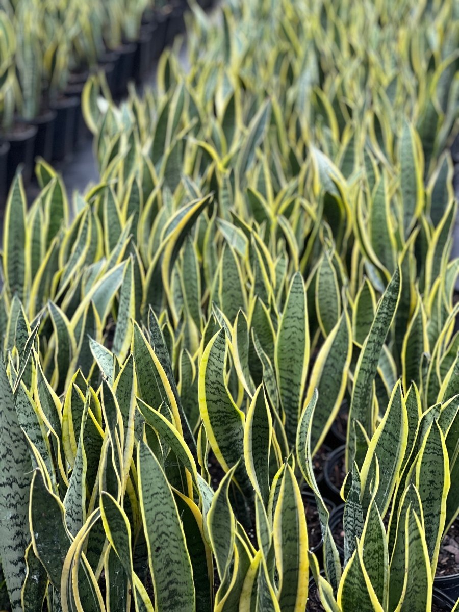 Snake Plant (Sansevieria Trifasciata 'Laurentii') - PlantologyUSA - 1 Gallon