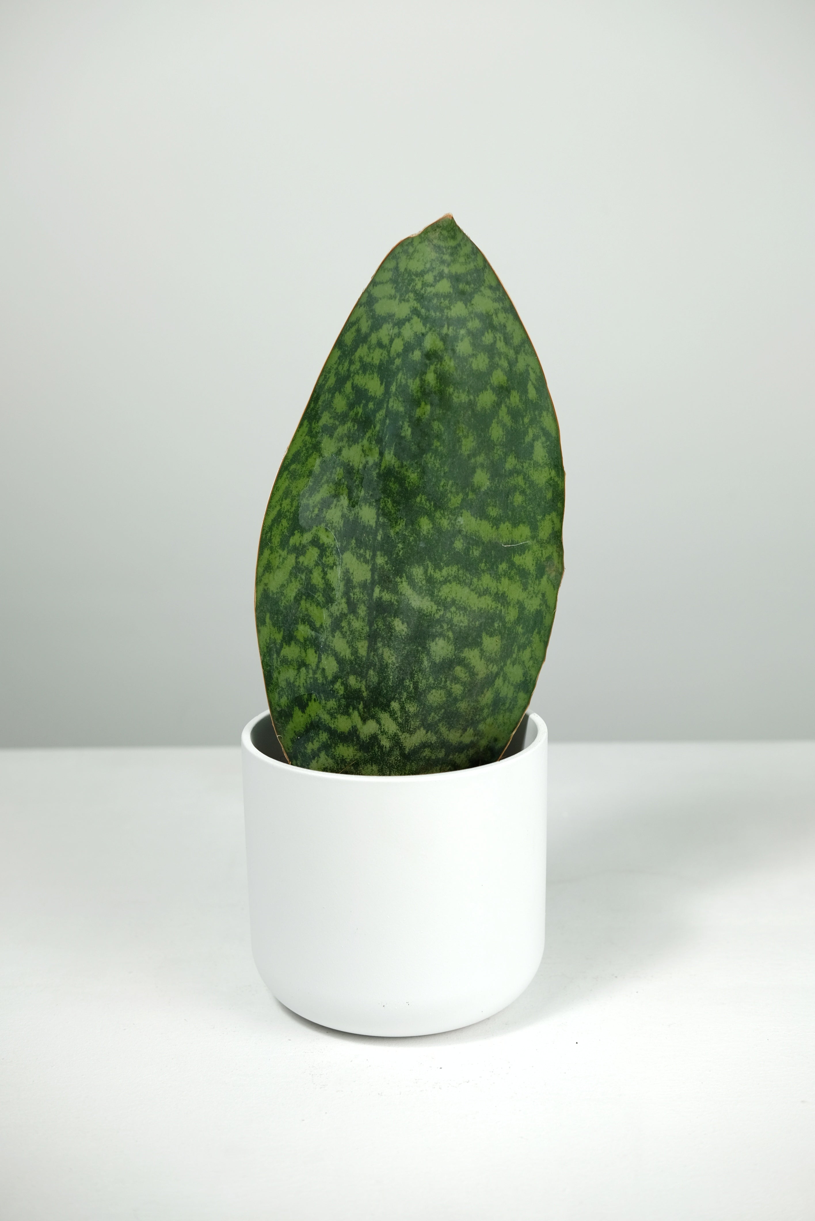 Sansevieria Victoria | Whale Fin Snake Plant