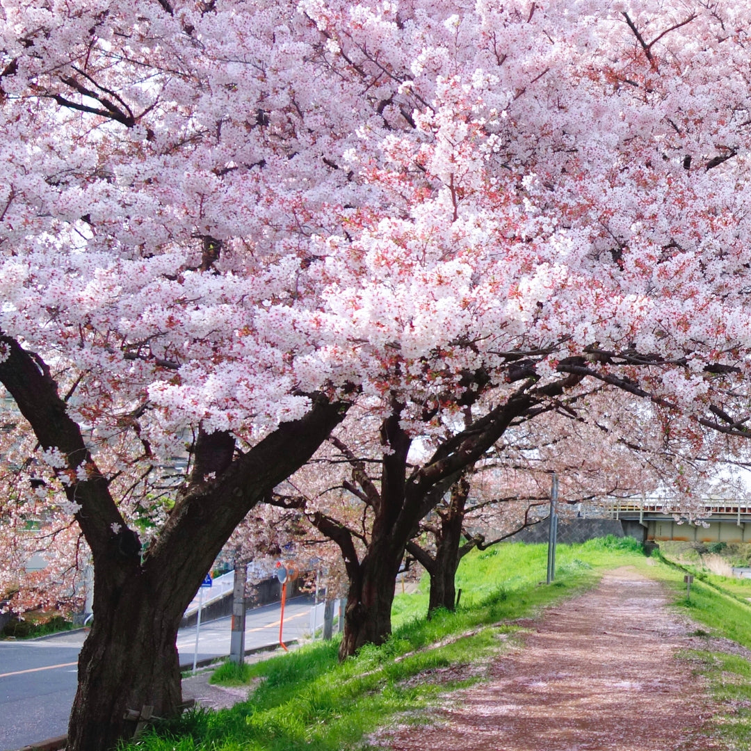 Yoshino Cherry Tree planted as a specimen along a walking path with layered shrubs and spring garden plantings